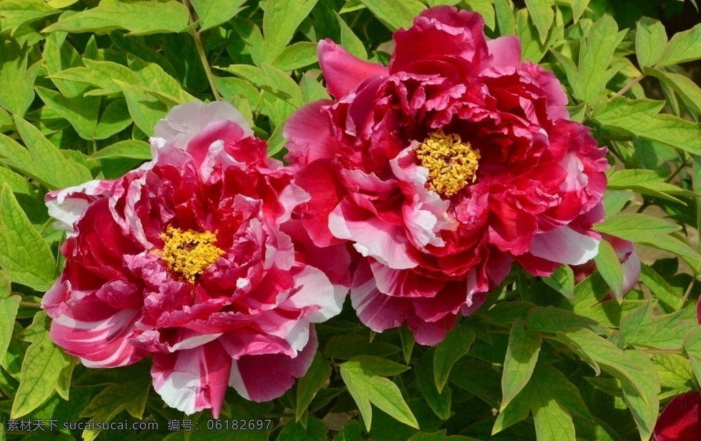 牡丹花 牡丹 观赏花卉 鼠姑 木芍药 百雨金 洛阳花 花朵 花瓣 花蕊 花卉 花儿 花草 植物 园林绿化 绿化景观 芍药牡丹 生物世界