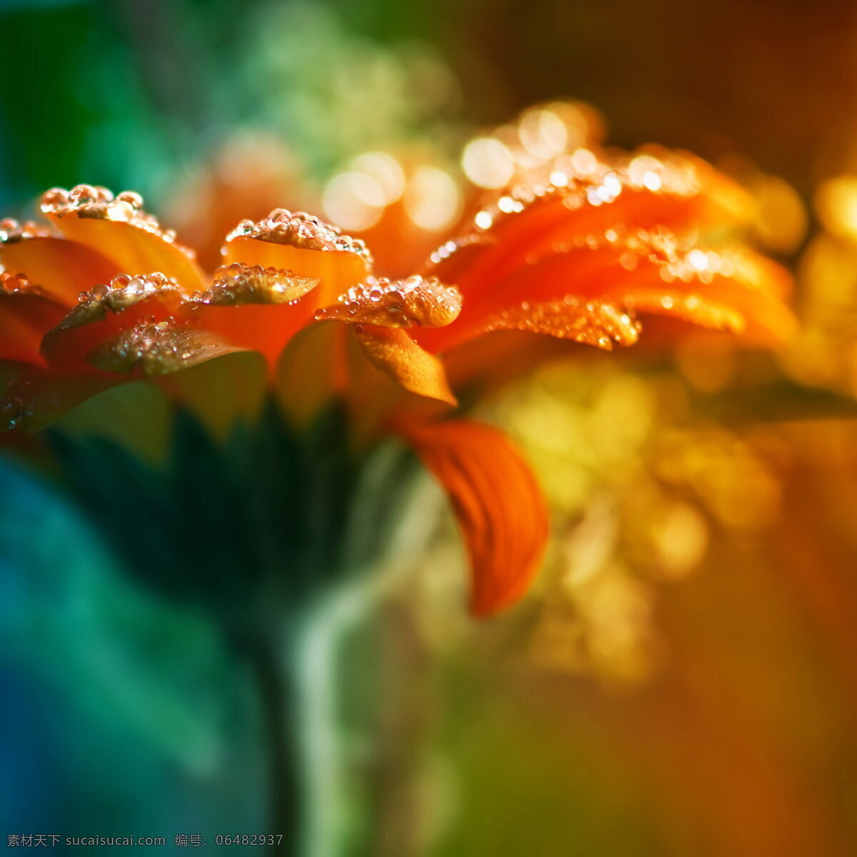 唯美 露珠 菊花 高清 鲜花 橙色 花朵 花卉 花瓣