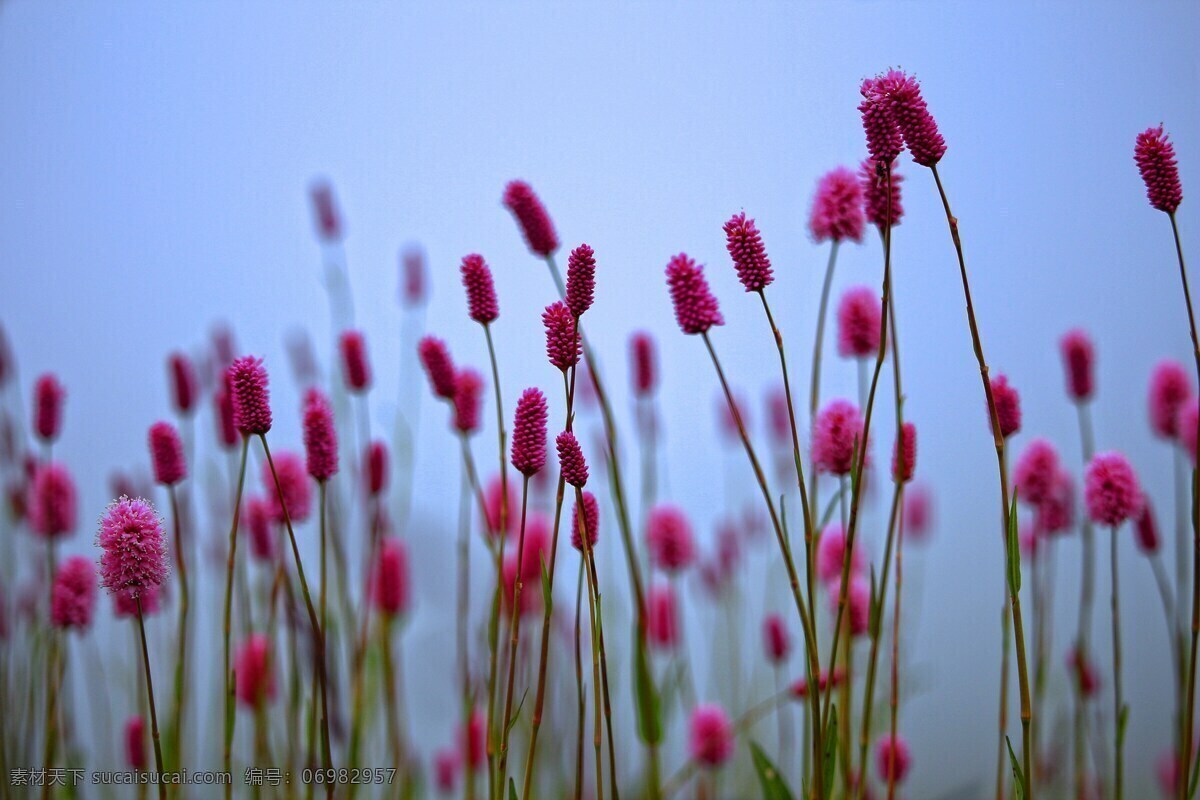 粉红色 花朵 唯美 粉红色花朵 粉色花朵 红色花朵 唯美花朵 红色 鲜花 花卉 花枝 花草 壁纸 电脑壁纸 桌面壁纸 生物世界