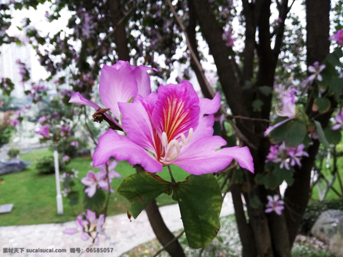 紫荆 紫荆花 羊蹄甲 宫粉紫荆 粉花 花瓣 花朵 花簇 花团 拍拍拍 生物世界 花草