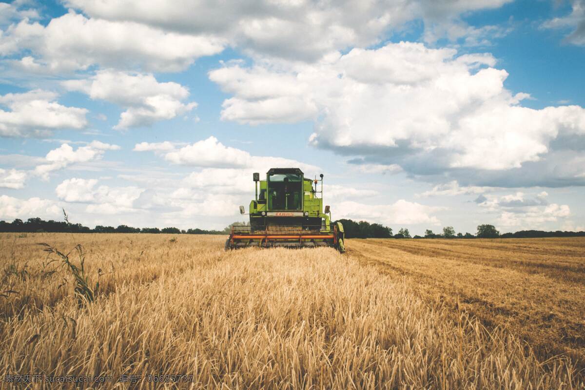 麦田 粮食 成熟 小麦 麦穗 田野 全麦 收割机 联合收割机 自然景观 田园风光