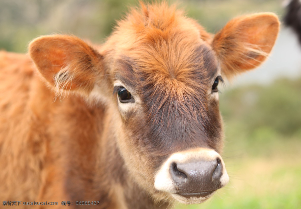 牛 肉牛 牛宝 牛高清图片 牛素材 奶牛 黑牛 大黑牛 牛牛 牛图片 牛摄影图 牛卡通 牛宝宝 蒙古牛