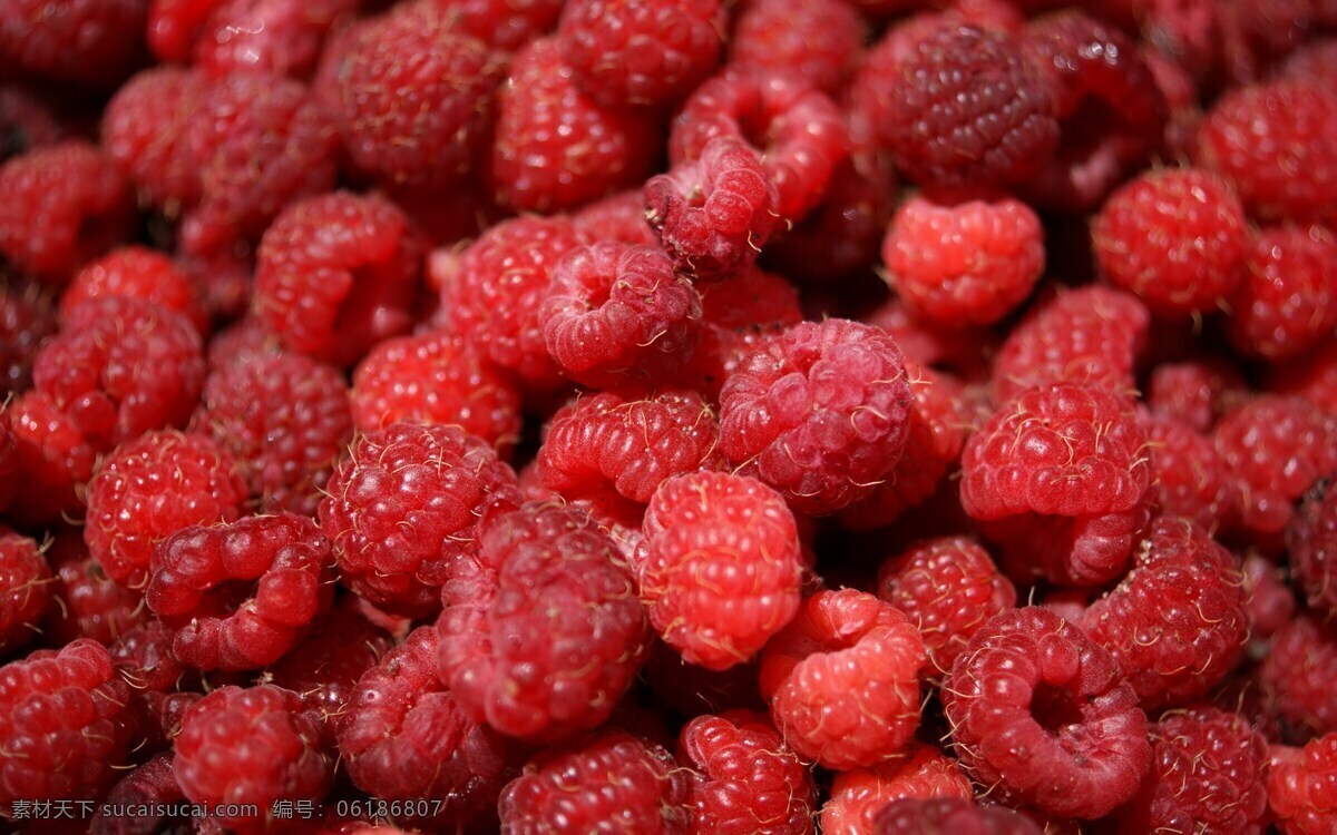 成熟 鲜红 覆盆子 树莓 红树莓 野草莓 野浆果 浆果 红色水果 成熟水果 新鲜水果 生物世界 水果