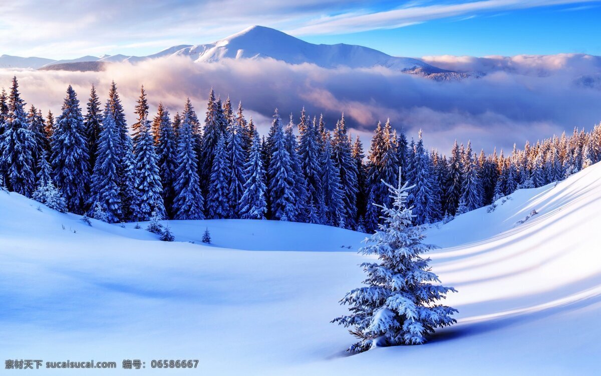 简约灵动 花卉 壁纸 简约 灵动 高清 冬天 雪景 风景 自然景观 自然风景