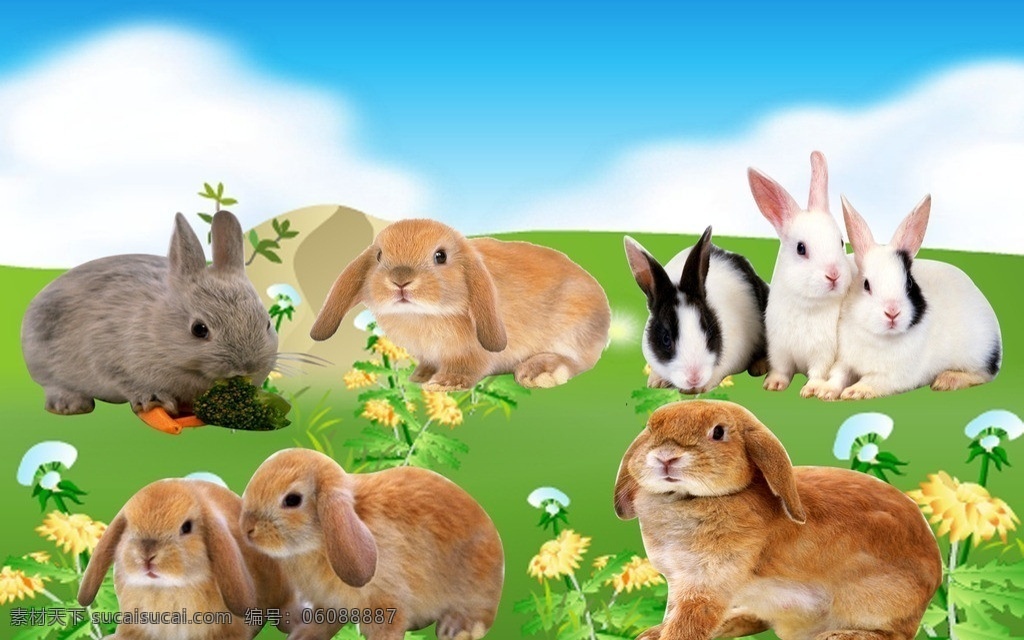 兔子 兔 兔子吃草 兔子吃胡萝卜 小白兔 小灰兔 三只小兔 分层 源文件
