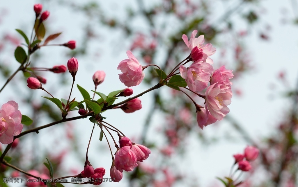 海棠花特写 海棠花 粉色 花朵 春天 花瓣 鲜花 花卉 盛开 美丽 鲜艳 生物世界 花草