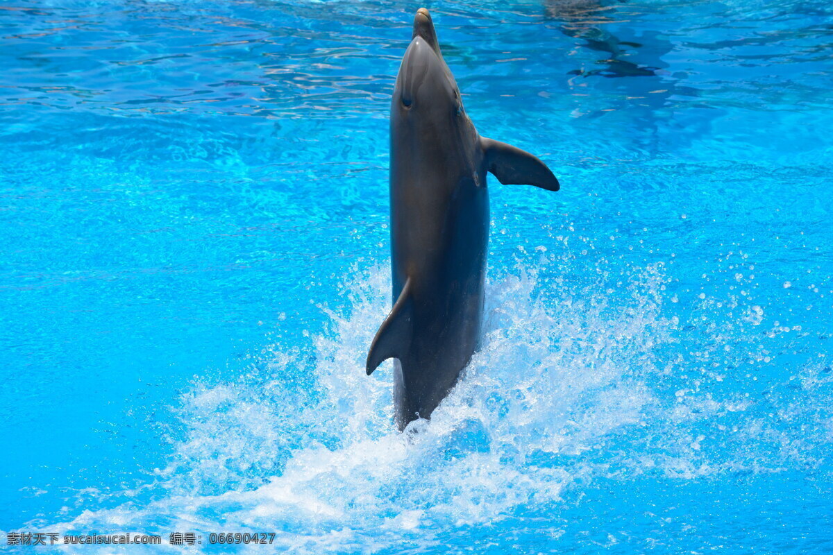 高清 海豚 表演 海豚表演 可爱海豚 海洋馆 海洋生物