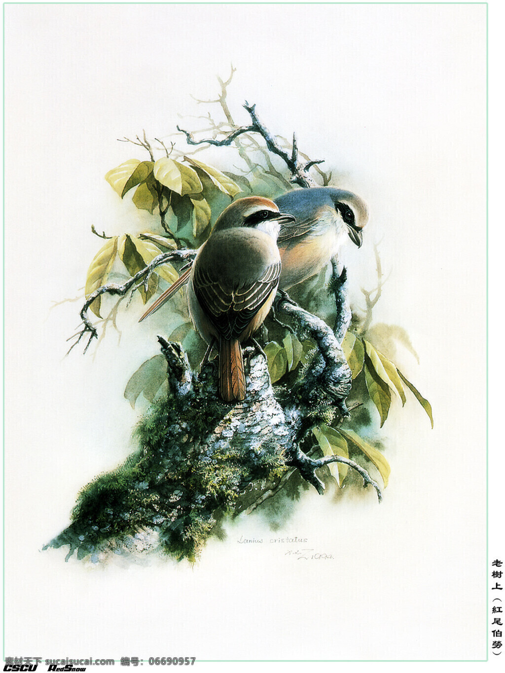 小鳥 文化艺术 美术绘画 高清晰鸟 设计图库 300