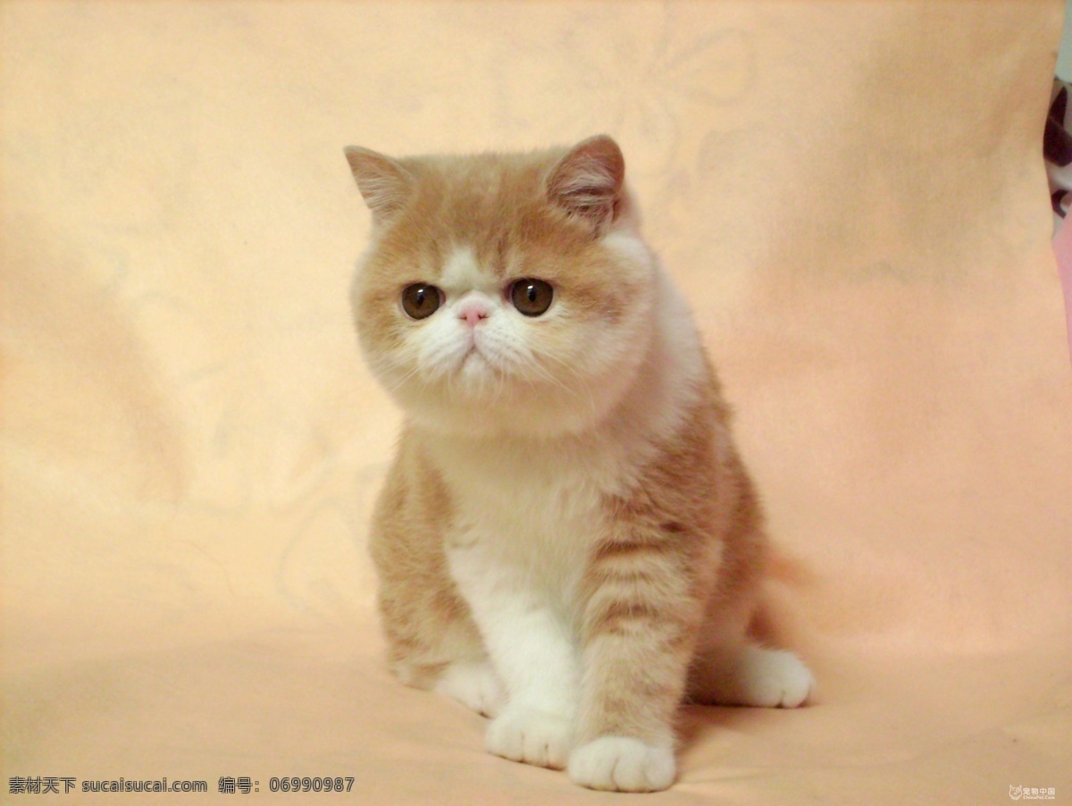 加菲猫 异国短毛猫 红虎斑异短猫 短毛猫 异国猫 家禽家畜 生物世界
