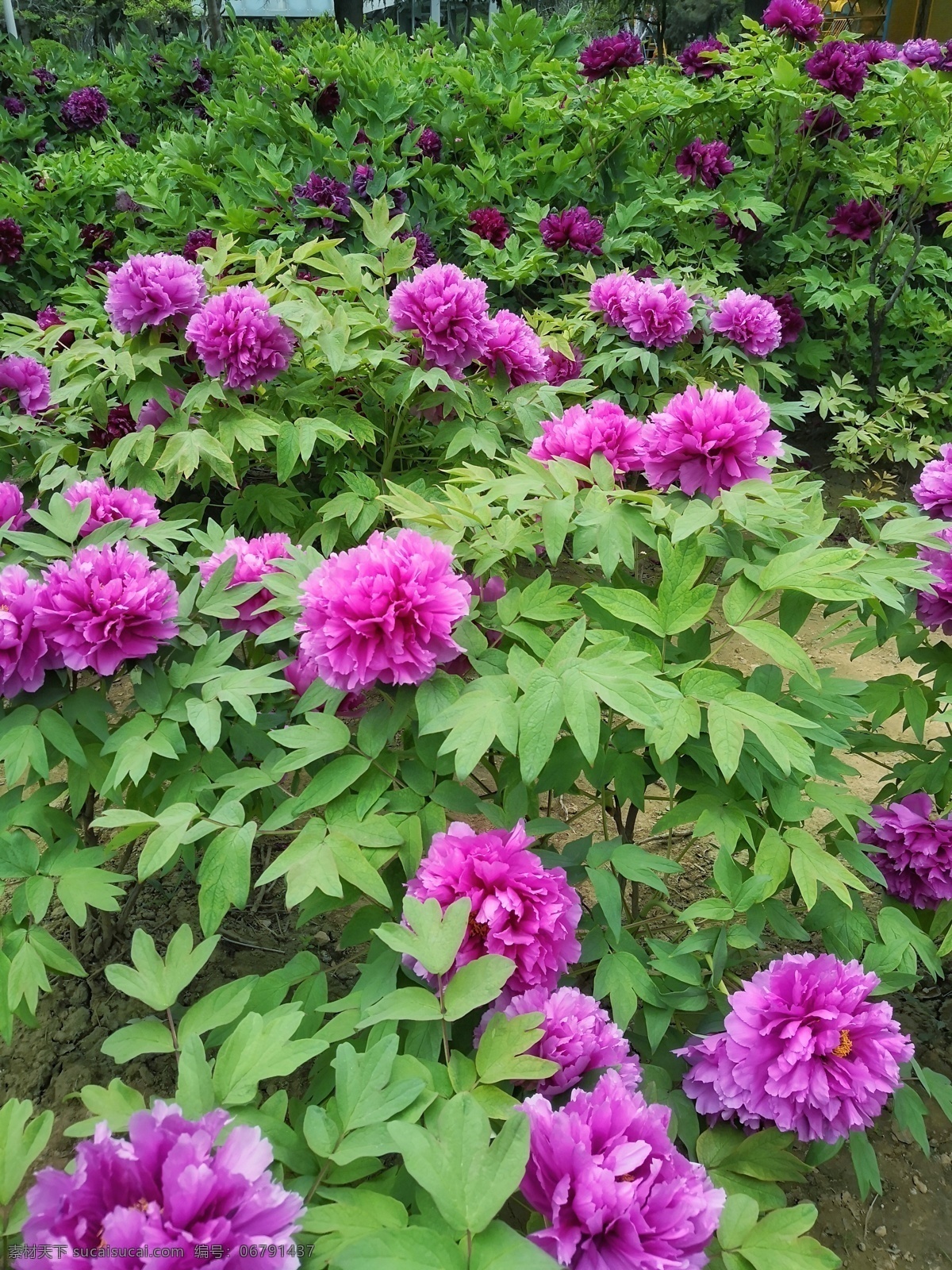 牡丹花 花 芍药花 紫色花 紫色牡丹 白色牡丹 红色牡丹 木棉花 海棠花 郁金香 蝴蝶 野花 小黄花 黄花 油菜花 写生的女孩 画画 绘画 画板 太阳花 生物世界 花草