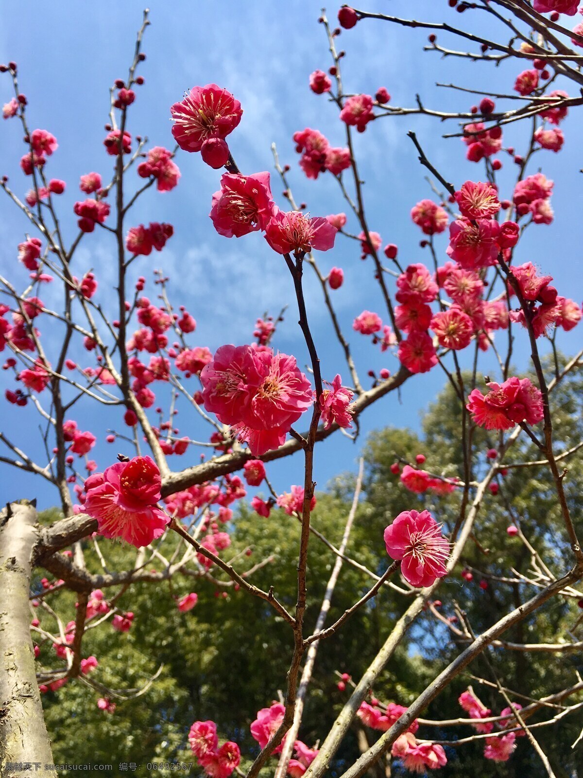 红梅 无锡 梅园 阳春 三月 梅花 生物世界 花草