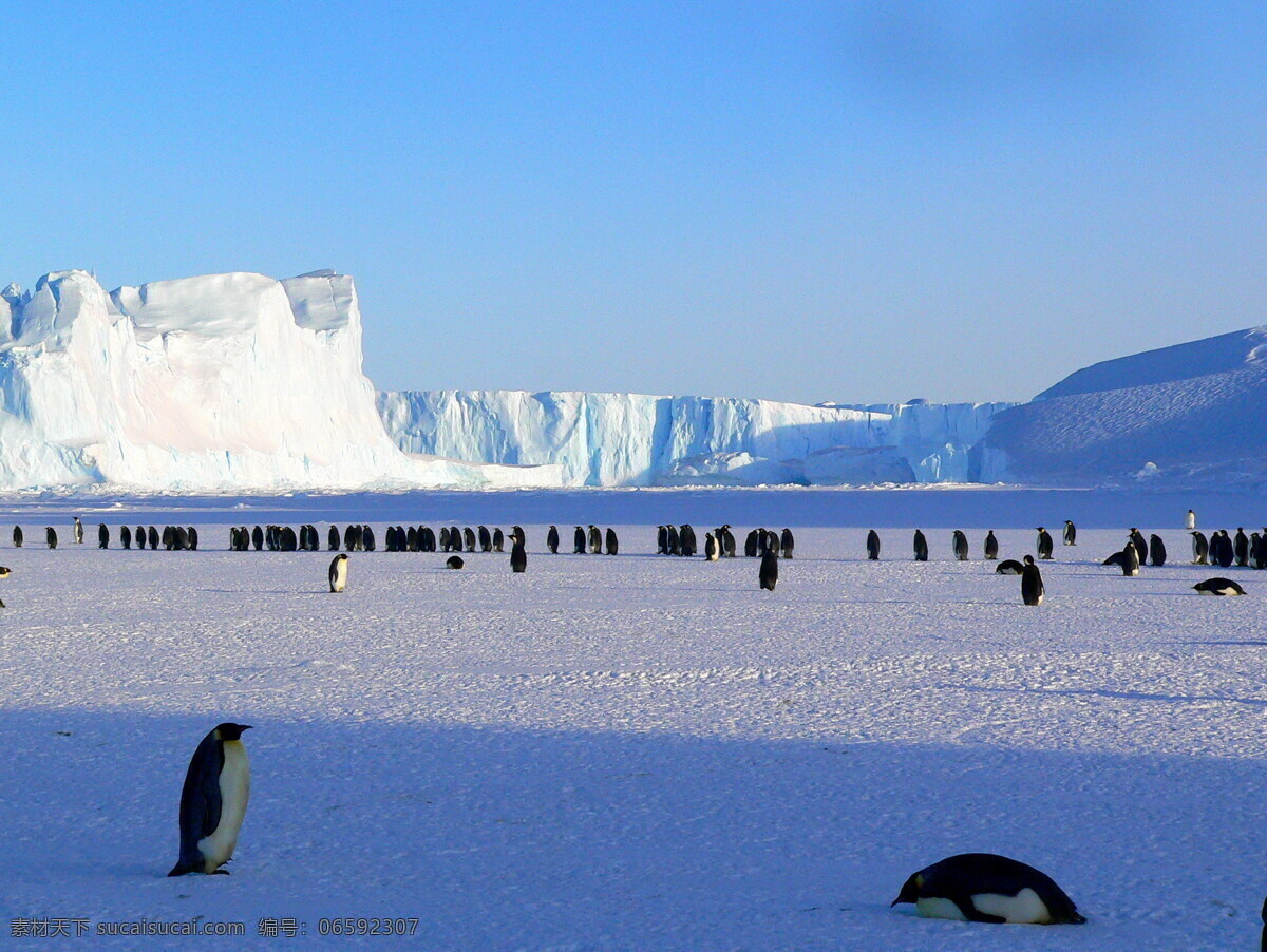 南极企鹅 南极 南极洲 企鹅 帝企鹅 皇帝企鹅 海洋之舟 冰川 雪地 冰雪 游禽 保护动物 动物 哺乳动物 生物世界 野生动物