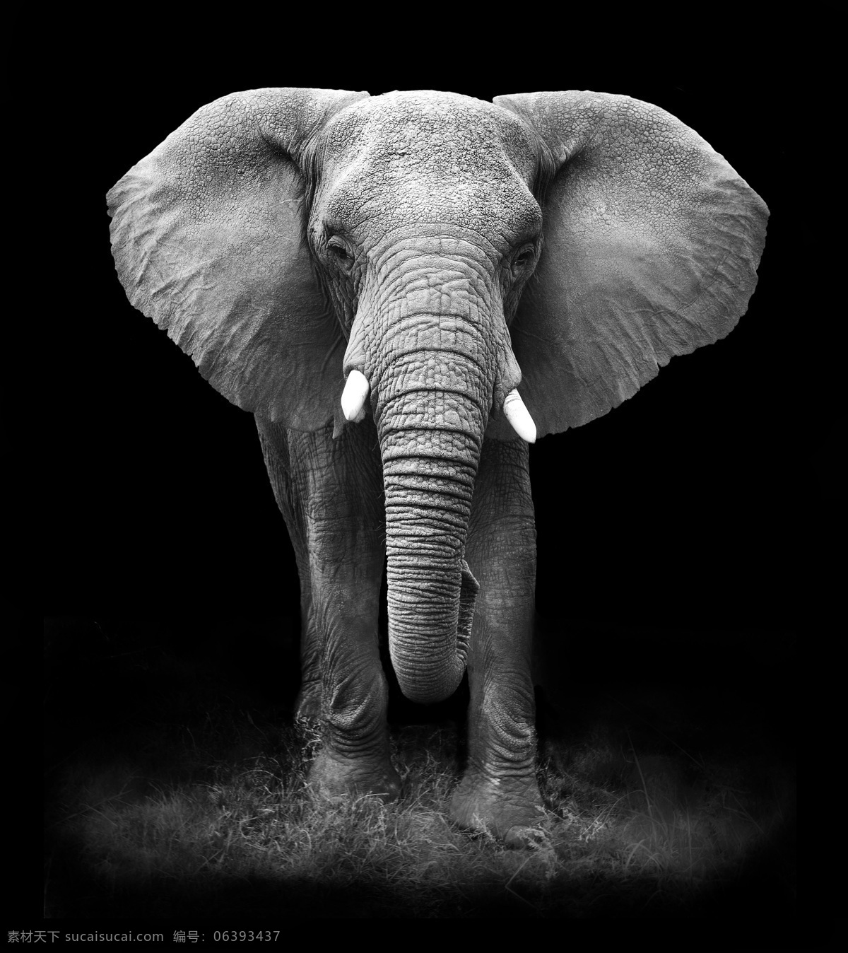 大象 野生动物 动物世界 动物摄影 陆地动物 生物世界 黑色