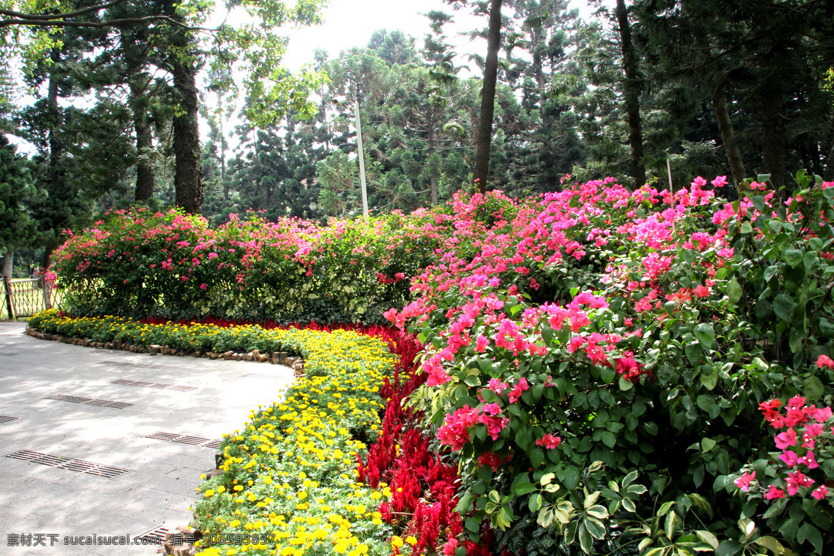 路边景观 三角梅 景观植物 层层叠叠 观赏 生态 厦门 植物园 采风 园林建筑 建筑园林