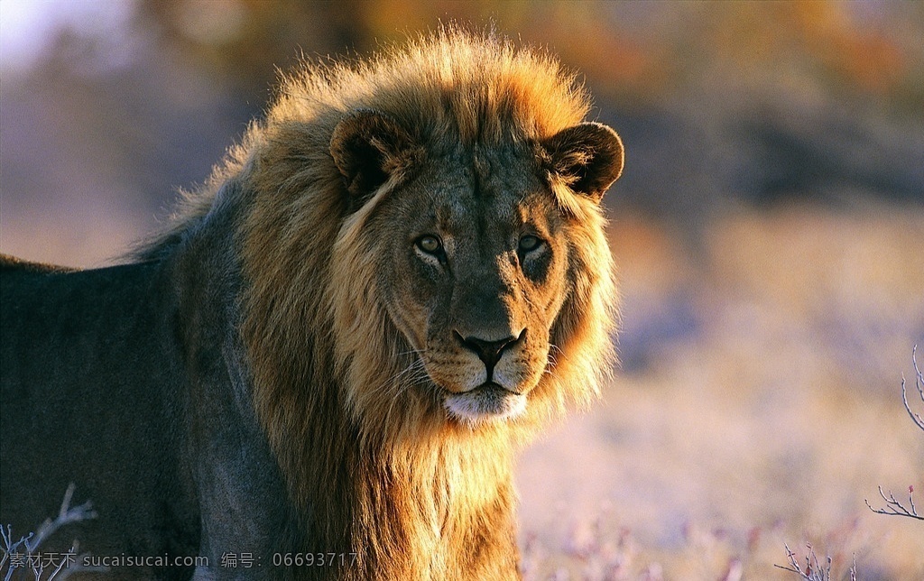 雄狮 狮子 威风八面 野生动物 动物世界 生物世界