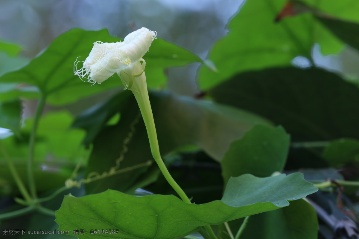 瓜蒌花儿 栝楼 花儿 花朵 花卉 植物 花草 攀缘草本 花卉大观园 生物世界