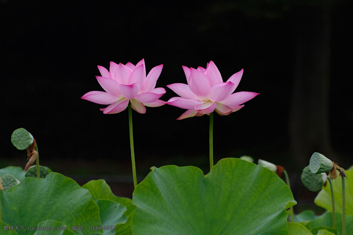 莲花 特写 睡莲 花瓣 单瓣 重瓣 花蕾 花蕊 莲蓬 荷莲叶 粉红 摄影图库 荷花 花草 生物世界