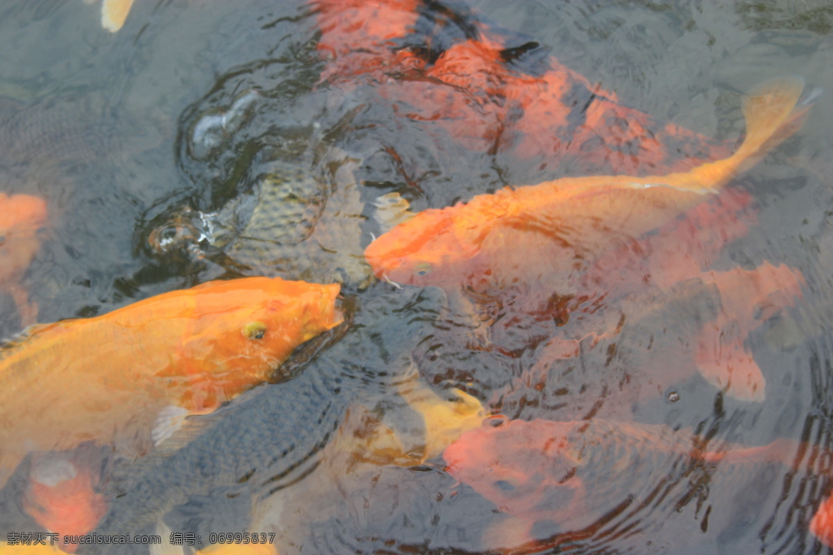 鲤鱼 鲤鱼戏水 特写鲤鱼 金色鲤鱼 鲤鱼出水 鱼类 生物世界