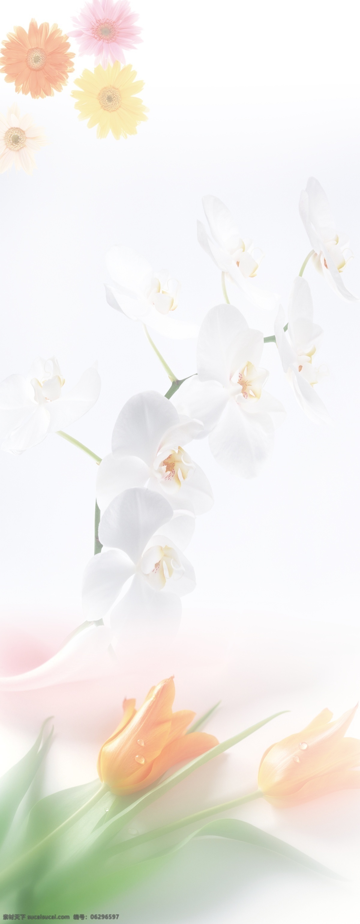 花朵 展板 白花 广告设计模板 花纹 柔美 郁金香 源文件 展板背景 展板模板 花朵展板 其他展板设计