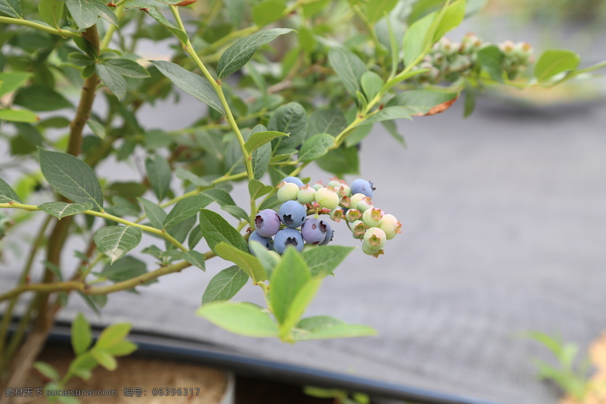 蓝莓 水果 新鲜蓝莓 高清拍摄 外拍蓝莓 棚拍水果 食品 鲜果 蓝莓果园 拍摄 生物世界