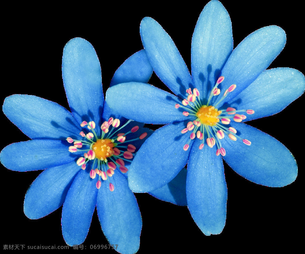 蓝色花卉图片 植物 花卉 蓝色 花朵 生物世界 花草