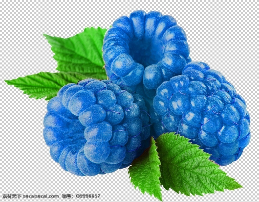 蓝树莓图片 蓝树莓 透明底蓝树莓 树莓 可口树莓 多汁树莓 摄影模板 其他模板