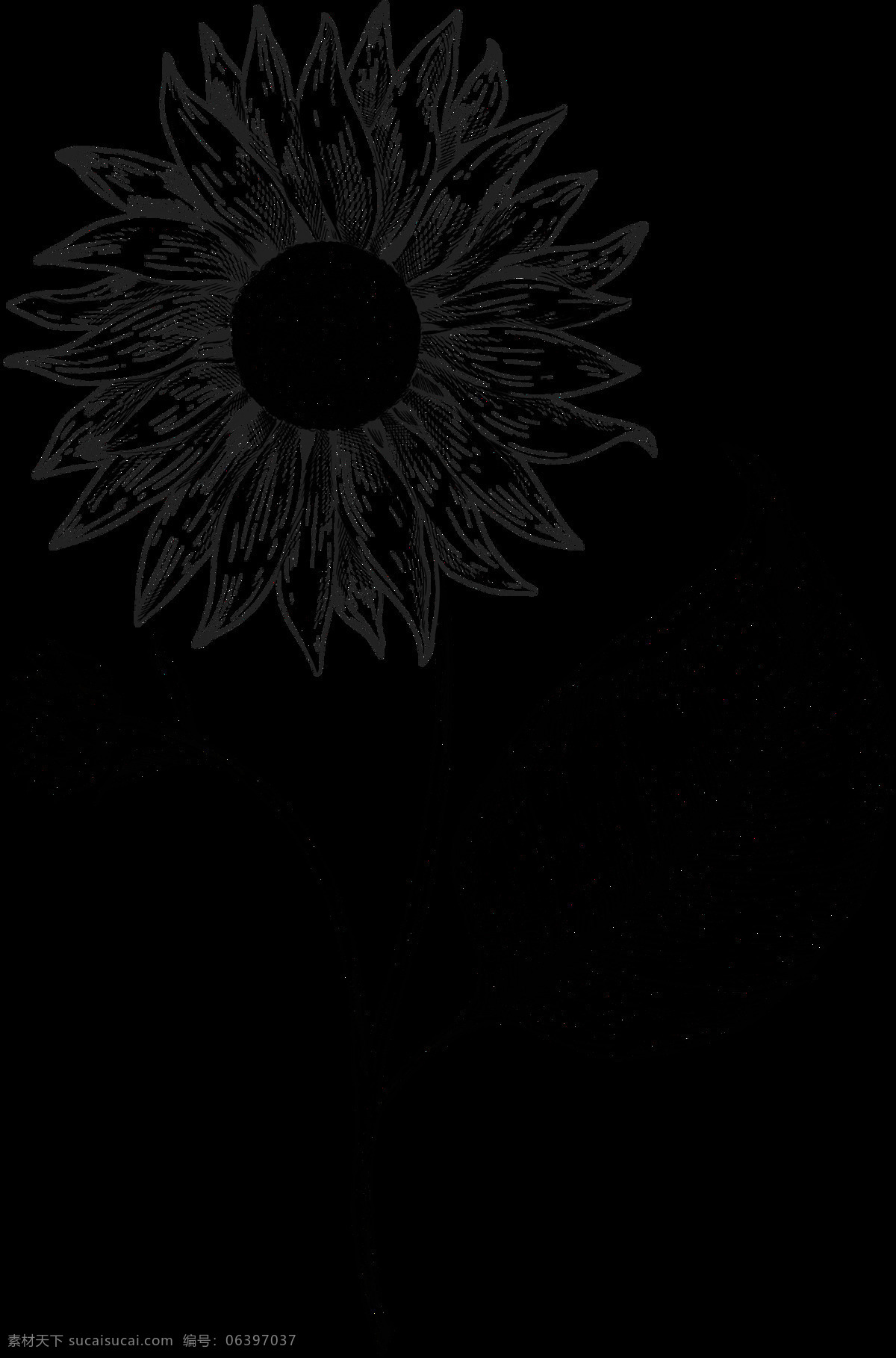 向日葵 素描 png免抠 植物 花卉 欧美复古 手绘 花朵叶子 装饰图案 素描花朵 黑色白色 线条绘画 涂鸦 植物花朵 生物世界 花草 作品