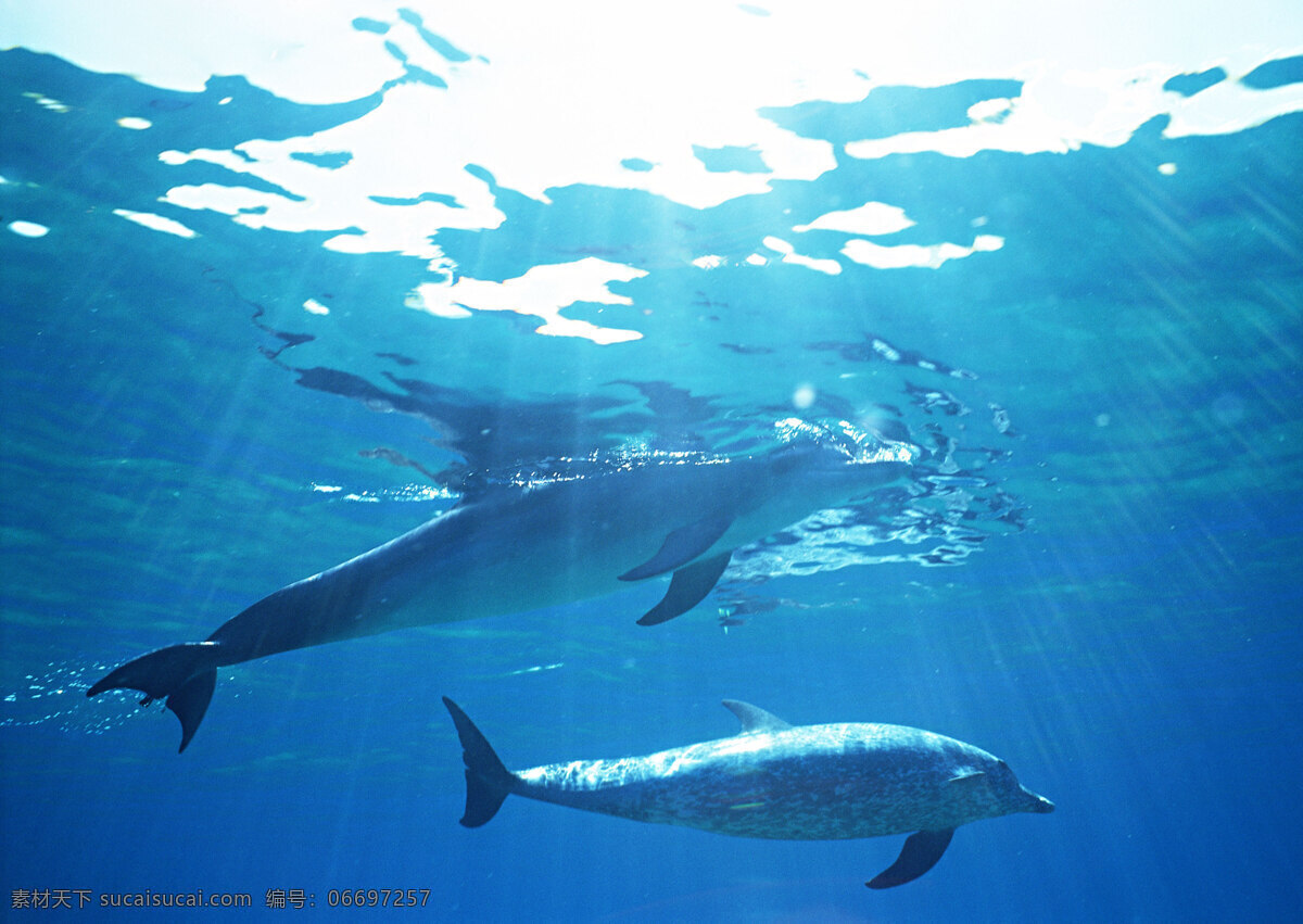 海底 里 海豚 动物世界 生物世界 海底生物 海洋生物 野生动物 大海 水中生物