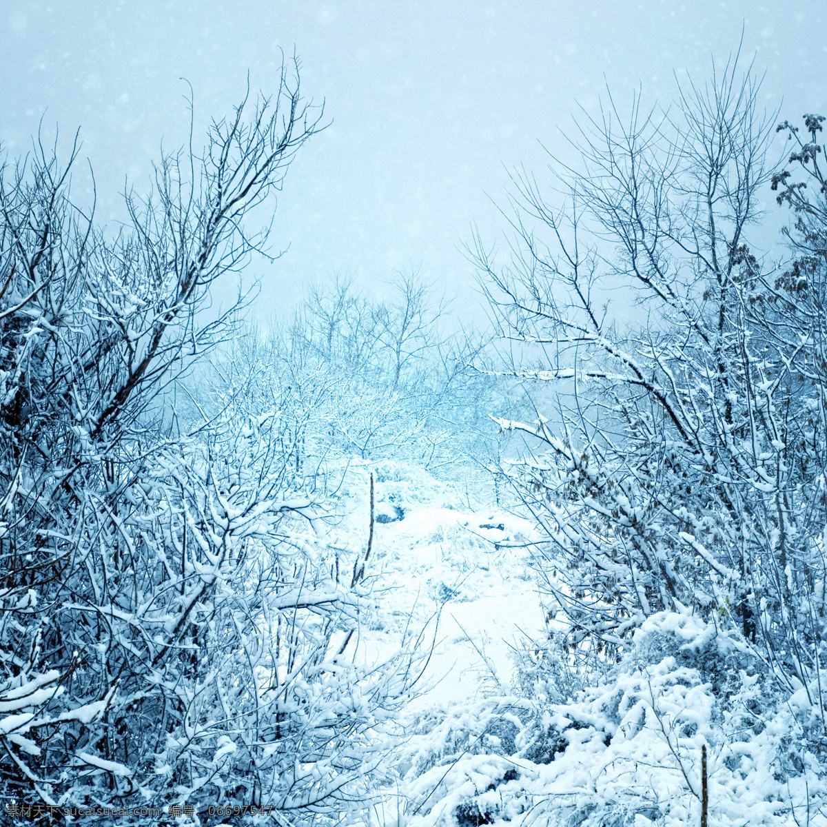 美丽 雪 雪地 雪花 树 树支 雪景 树挂 山水风景 风景图片