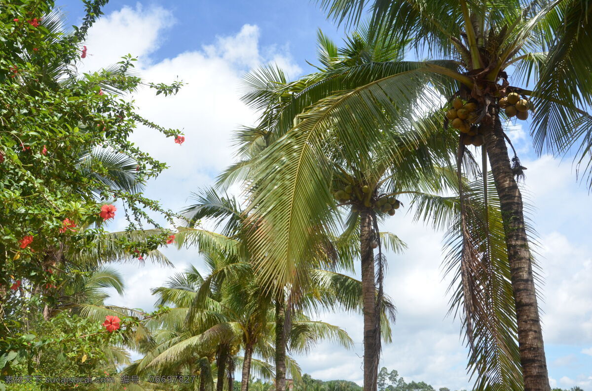 椰子树 椰树 椰子 热带 植物 树 海南风光 蓝天 白云 扶桑花 花丛 自然景观 自然风景 白色