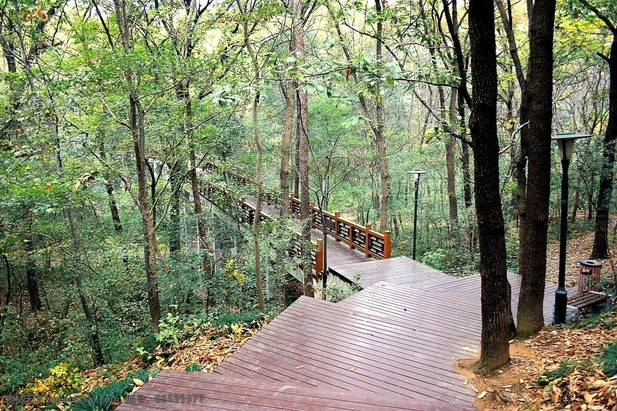 木栈道 南京 紫金山 人文景观 旅游摄影