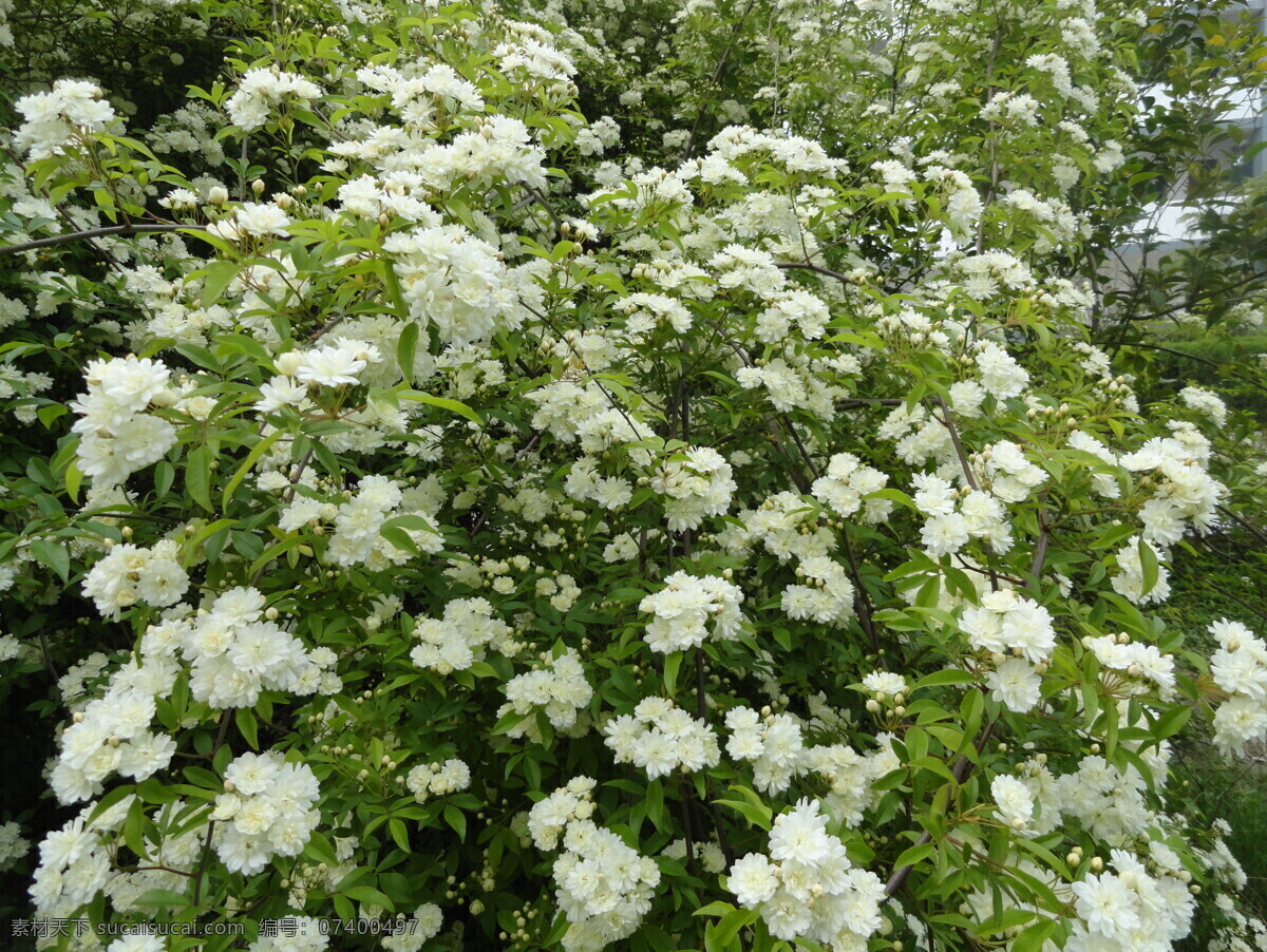 木香花 木香花图片 蜜香 青木香 五香 五木香 南木香 广木香 花草 生物世界