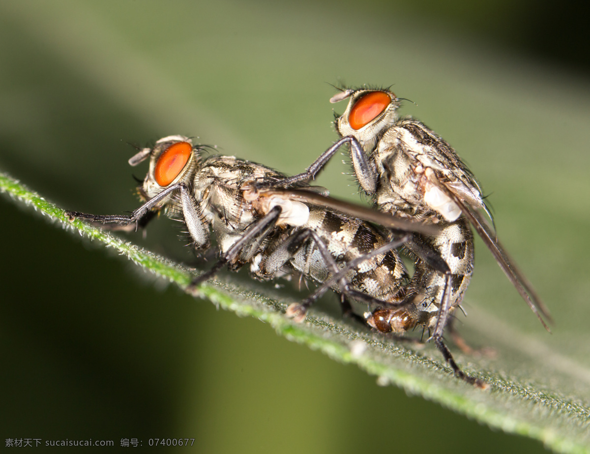 交配 苍蝇 昆虫 动物世界 昆虫世界 生物世界