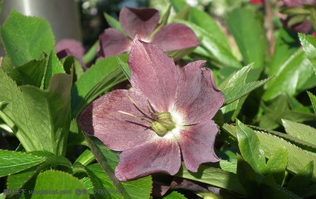 黑藜芦 山葱 小清新 花儿鲜花 花蕊 藜芦花卉 野花 紫色藜芦 红色藜芦 黄色藜芦 白色藜芦 蓝色藜芦 橙色藜芦 高清 街拍藜芦 淡色藜芦 唯美背景 朦胧背景 藜芦背景 一簇花 唯美清新 盆景 盆栽 小花 花儿 温馨 催吐 祛痰 杀虫 中风痰壅 癫痫 喉痹等 外用治疥癣 恶疮 杀虫蛆 中药 清新花草 生物世界 花草