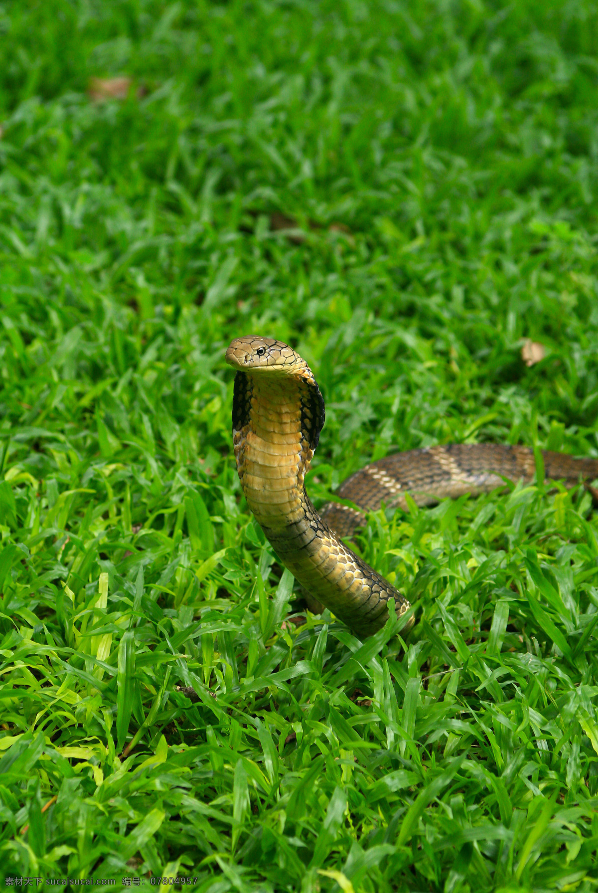 草地 上 眼镜蛇 毒蛇 动物世界 野生动物 陆地动物 生物世界