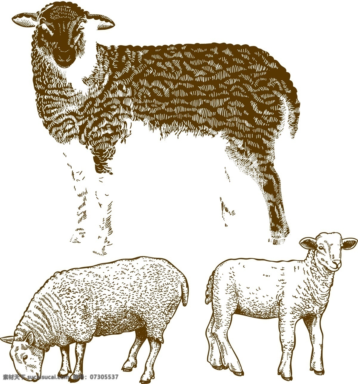 羊年素材 矢量羊 动物 矢量动物 绵羊 手绘 羊年设计元素 家禽家畜 生物世界 节日庆祝 文化艺术 动物植物矢量