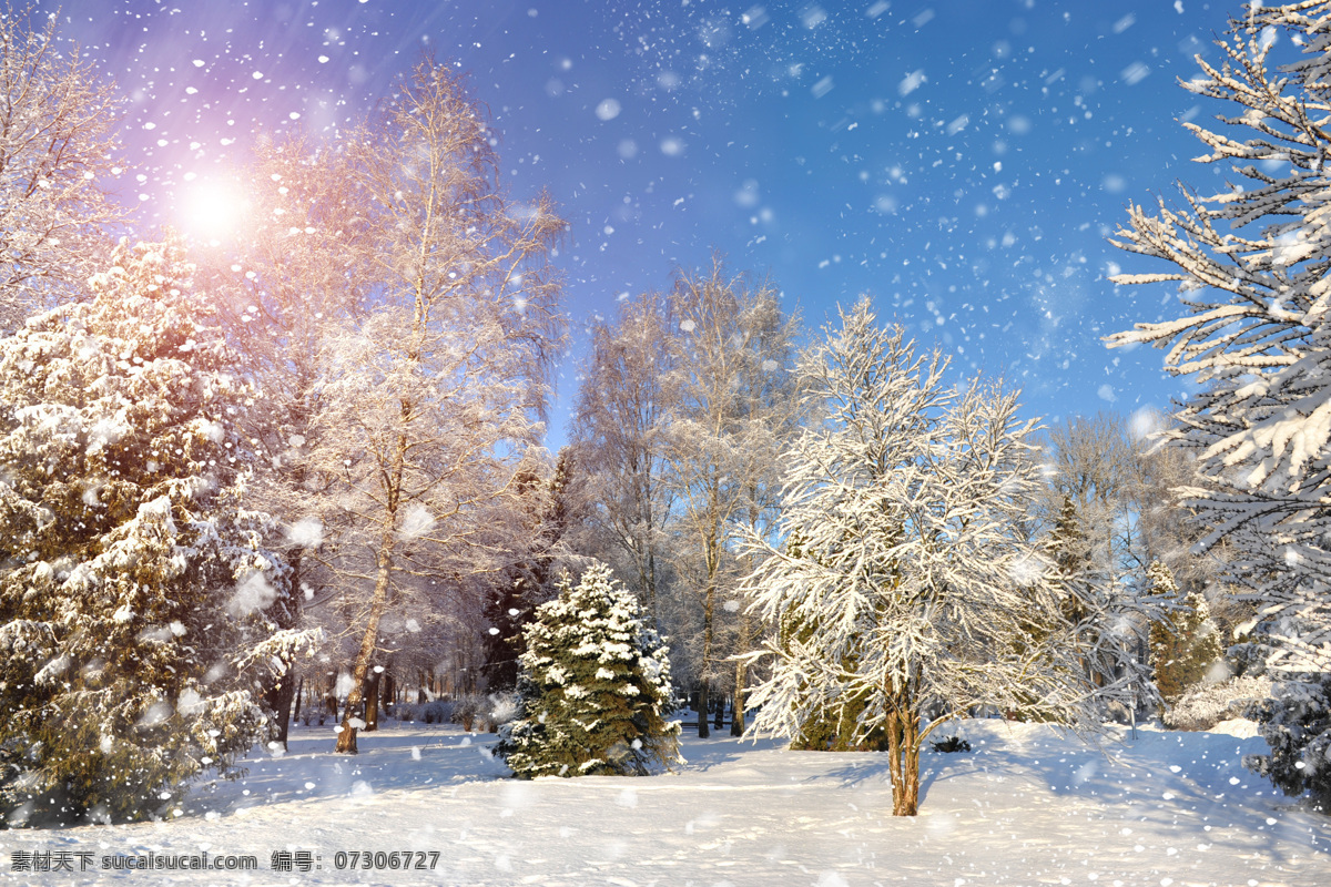 雪 中 积雪 地面 树木 白雪 积雪的地面 雪景 美景 山水风景 风景图片