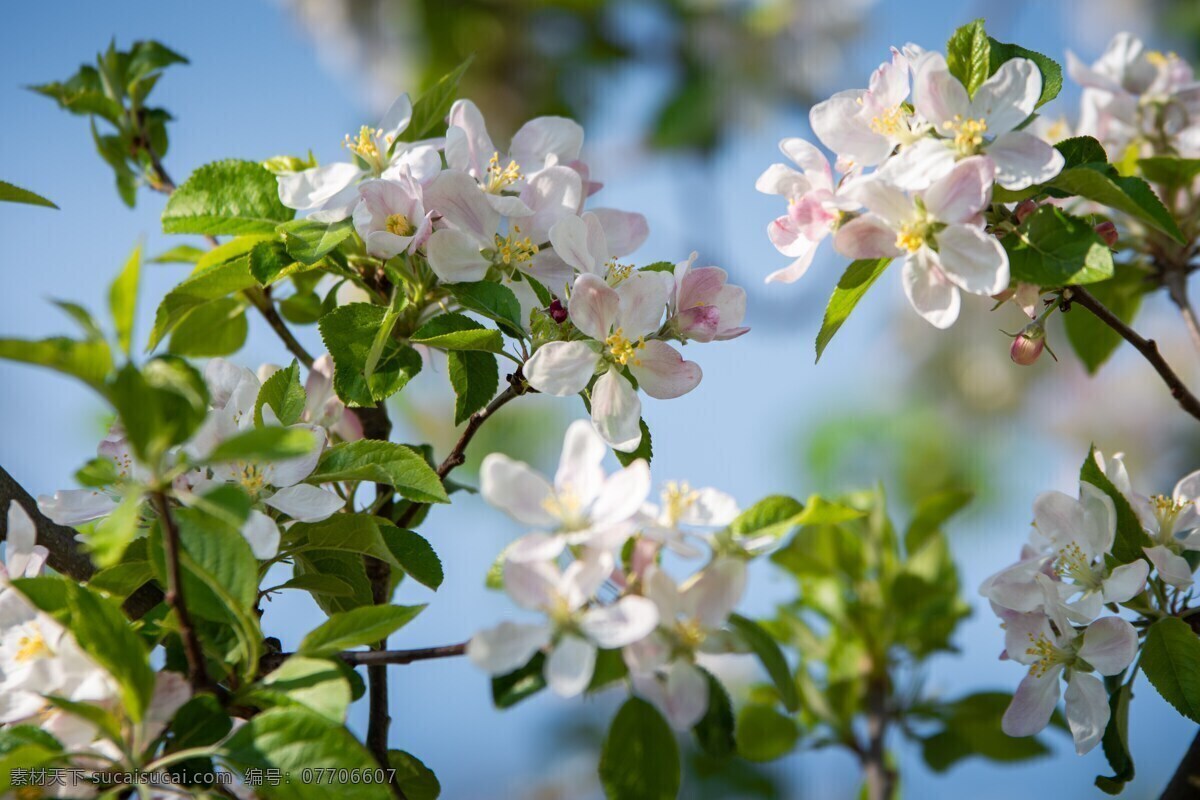 海棠花 鲜花 花草 海棠树 蓝天 叶子 白色花朵 盛开 生物世界