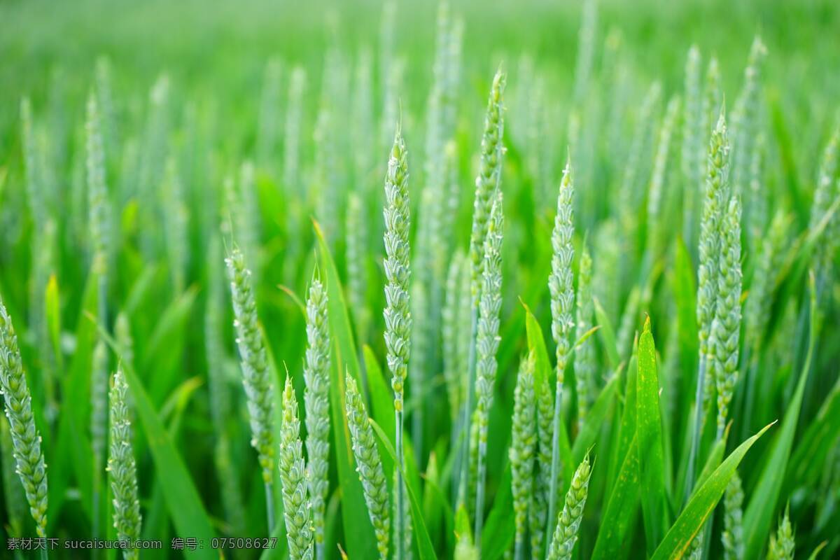 小麦 麦子 麦穗 庄稼 农作物 生物世界 其他生物