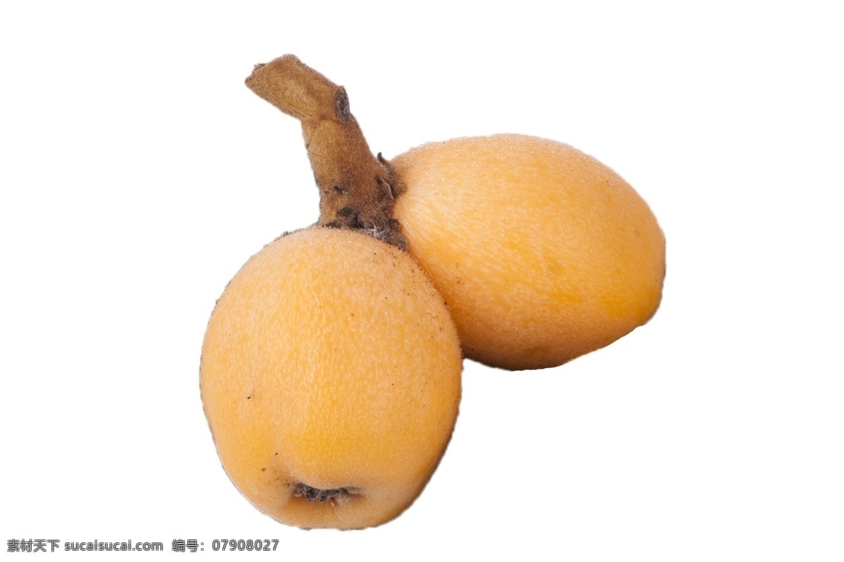 新鲜 应季 枇杷 果 鲜美 多汁 特技 鲜美可口 清甜多汁 植物 水果 甜美 应季的 枇杷果 精品