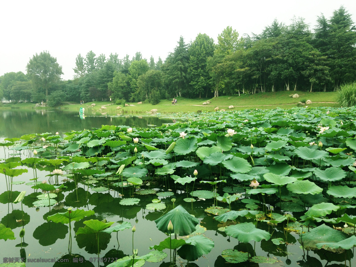 荷花 荷叶田田 荷叶 风景 蜀峰湾 合肥 合肥高新区 自然风景 自然景观