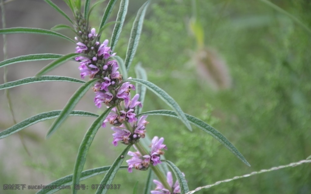 益母草 野花野草 植株高大 花紫红色 叶狭长 轮伞花序 一株 入药 花草 生物世界