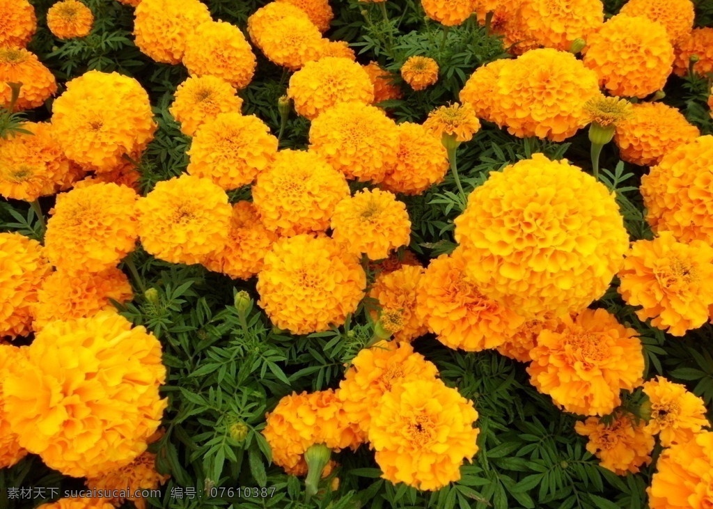 孔雀草 植物 花卉 橘红色花卉 绿叶 花草 生物世界