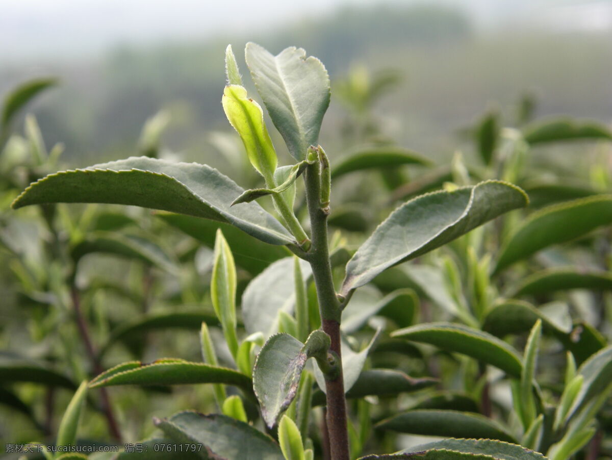 茶树 待采的鲜茶叶 茶场 田园风光 自然景观