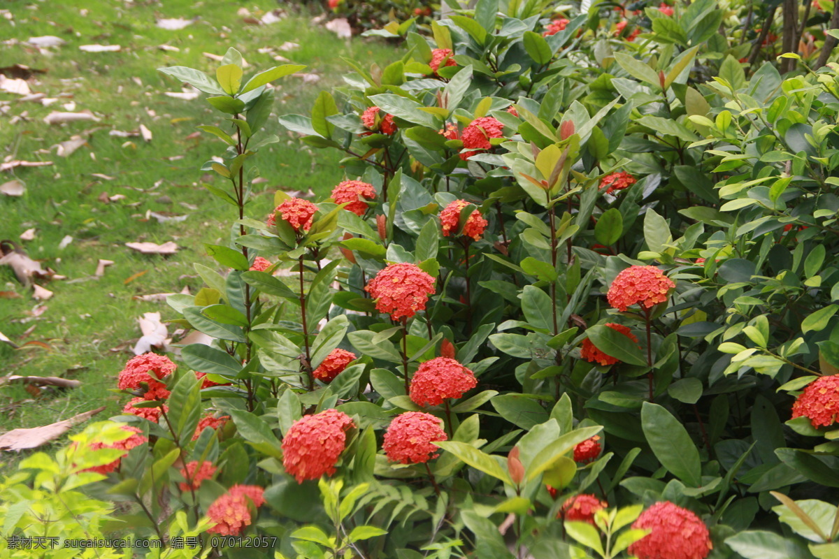 龙船花 红色鲜花 花瓣 花芯 花蕾 绿叶 花草 盛开 绽放 生物世界