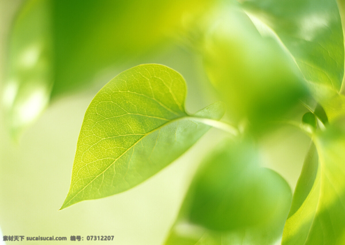 绿叶 树叶 绿色 新鲜 清新 叶子 绿意 树木树叶 生物世界 植物 春天 绿色环境 高清图片 花草树木