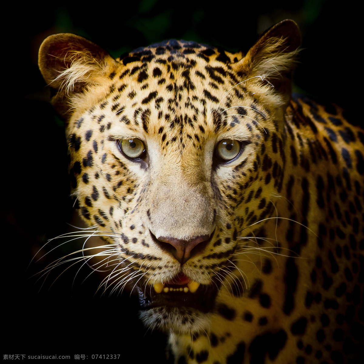 目光如炬 美洲豹 豹 动物 野生动物 凶猛 陆地动物 生物世界
