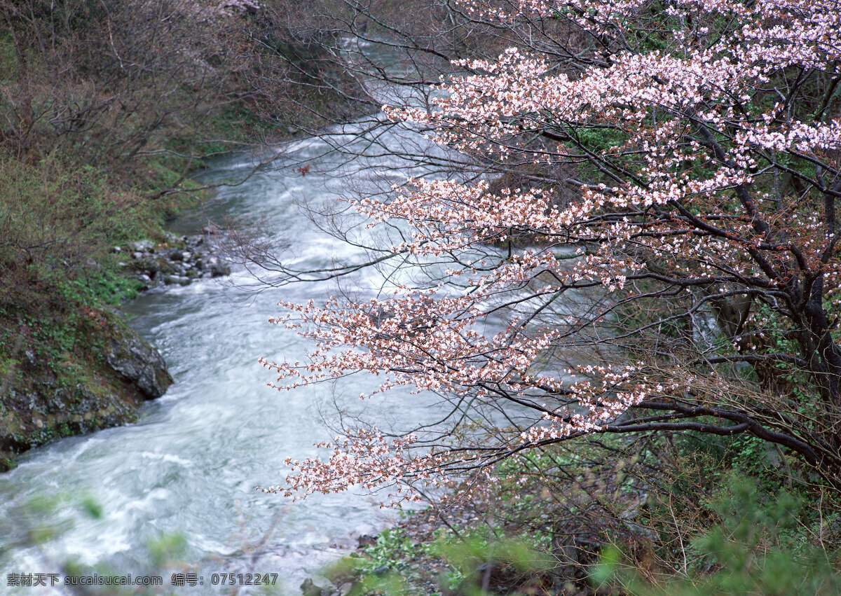 湍急的河流 自然 风景 水花 水雾 溅出 湍急 急流 河流 山涧 鲜花 自然风景 自然景观 黑色