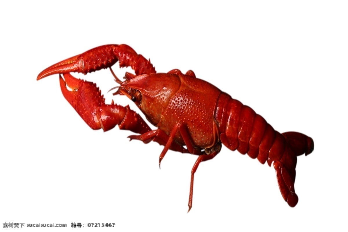 一只龙虾 龙虾 食物 美味