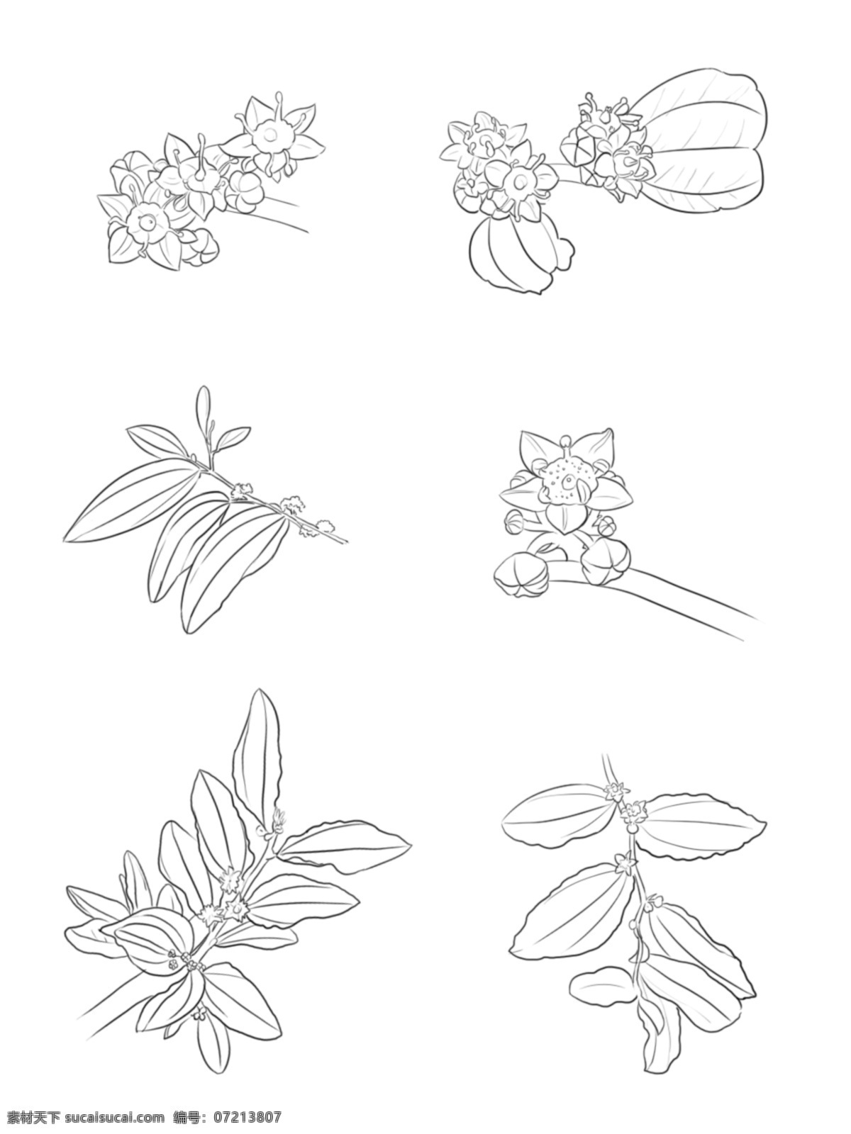 商用 枣 花线 稿 套 图 花 线稿 可商用 套图 漂浮素材 枣树线稿